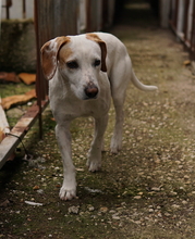 BRISKO, Hund, Mischlingshund in Griechenland - Bild 1