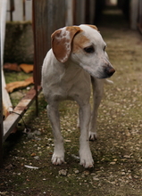 BRISKO, Hund, Mischlingshund in Griechenland - Bild 2