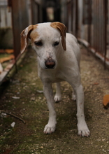 BRISKO, Hund, Mischlingshund in Griechenland - Bild 3