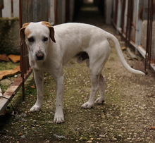 BRISKO, Hund, Mischlingshund in Griechenland - Bild 4