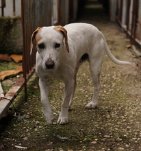 BRISKO, Hund, Mischlingshund in Griechenland - Bild 5