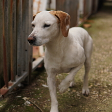 BRISKO, Hund, Mischlingshund in Griechenland - Bild 6