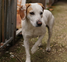 BRISKO, Hund, Mischlingshund in Griechenland - Bild 7