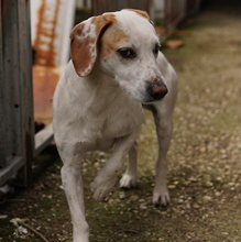 BRISKO, Hund, Mischlingshund in Griechenland - Bild 8