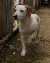 BRISKO, Hund, Mischlingshund in Griechenland - Bild 9