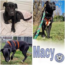 MACY, Hund, Mischlingshund in Esslingen - Bild 2