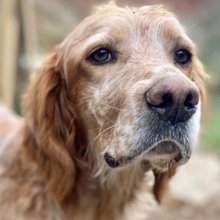 FLYNN, Hund, English Setter in Griechenland