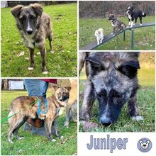 JUNIPER, Hund, Mischlingshund in Bad Grund