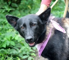 LAKALIBRA, Hund, Deutscher Schäferhund-Mix in Slowakische Republik - Bild 1