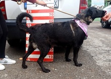 LAKALIBRA, Hund, Deutscher Schäferhund-Mix in Slowakische Republik - Bild 2