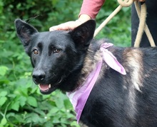 LAKALIBRA, Hund, Deutscher Schäferhund-Mix in Slowakische Republik - Bild 3