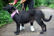 LAKALIBRA, Hund, Deutscher Schäferhund-Mix in Slowakische Republik - Bild 4