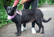 LAKALIBRA, Hund, Deutscher Schäferhund-Mix in Slowakische Republik - Bild 5