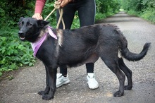 LAKALIBRA, Hund, Deutscher Schäferhund-Mix in Slowakische Republik - Bild 6