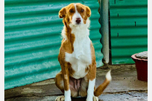 TANI, Hund, Podenco-Mix in Burkardroth - Bild 2