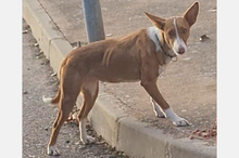 TANI, Hund, Podenco-Mix in Burkardroth - Bild 3