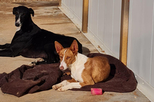 TANI, Hund, Podenco-Mix in Burkardroth - Bild 4