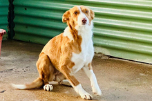 TANI, Hund, Podenco-Mix in Burkardroth - Bild 8