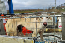 LELLI, Hund, Galgo Español-Mix in Spanien - Bild 11