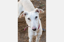 LELLI, Hund, Galgo Español-Mix in Spanien - Bild 2