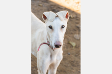 LELLI, Hund, Galgo Español-Mix in Spanien - Bild 3