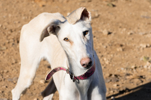 LELLI, Hund, Galgo Español-Mix in Spanien - Bild 4