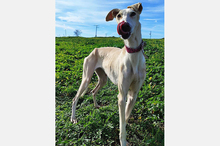 LELLI, Hund, Galgo Español-Mix in Spanien - Bild 5