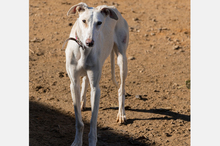 LELLI, Hund, Galgo Español-Mix in Spanien - Bild 6