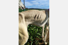 LELLI, Hund, Galgo Español-Mix in Spanien - Bild 7