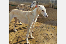 LELLI, Hund, Galgo Español-Mix in Spanien - Bild 8