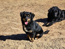 PATI, Hund, Mischlingshund in Ungarn