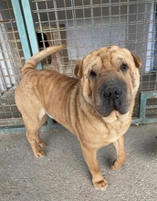 MURPHY, Hund, Shar Pei-Mix in Ungarn - Bild 1