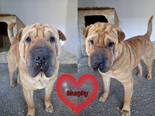 MURPHY, Hund, Shar Pei-Mix in Ungarn - Bild 2