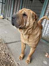 MURPHY, Hund, Shar Pei-Mix in Ungarn - Bild 3