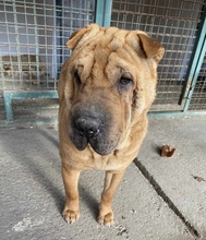 MURPHY, Hund, Shar Pei-Mix in Ungarn - Bild 4