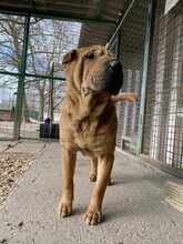 MURPHY, Hund, Shar Pei-Mix in Ungarn - Bild 5