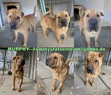 MURPHY, Hund, Shar Pei-Mix in Ungarn - Bild 6