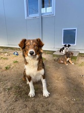 LEILA, Hund, Mischlingshund in Heddesheim
