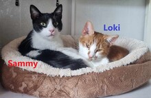 LOKI, Katze, Hauskatze in Elmshorn