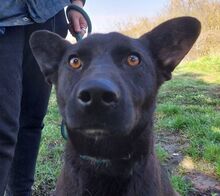 SYRIA, Hund, Deutscher Schäferhund-Mix in Slowakische Republik - Bild 10