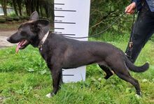 SYRIA, Hund, Deutscher Schäferhund-Mix in Slowakische Republik - Bild 4