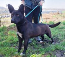 SYRIA, Hund, Deutscher Schäferhund-Mix in Slowakische Republik - Bild 5