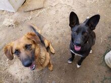 SYRIA, Hund, Deutscher Schäferhund-Mix in Slowakische Republik - Bild 6