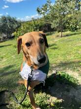 CANELA, Hund, Podenco in Spanien - Bild 6