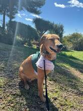 CANELA, Hund, Podenco in Spanien - Bild 7