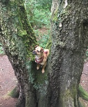 CELIA, Hund, Mischlingshund in Herten - Bild 10