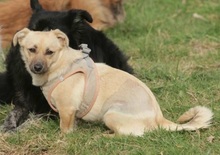 FAYE, Hund, Mischlingshund in Singhofen - Bild 4