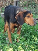 ILIA, Hund, Bracke-Teckel-Mic in Griechenland - Bild 13