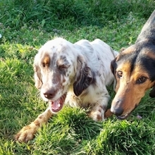 ILIA, Hund, Bracke-Teckel-Mic in Griechenland - Bild 20