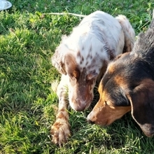 ILIA, Hund, Bracke-Teckel-Mic in Griechenland - Bild 21